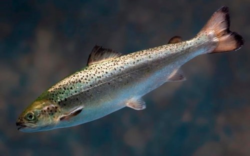 This 2009 photo provided by AquaBountyTechnologies shows a juvenile salmon raised at the company's hatchery in Fortune, Prince Edward Island, Canada. On Friday, March 8, 2019, the U.S. Food and Drug Administration said it had lifted an alert had that had prevented AquaBounty from importing its salmon eggs to its Indiana facility, where they would be grown before being sold as food. (AquaBountyTechnologies via AP)