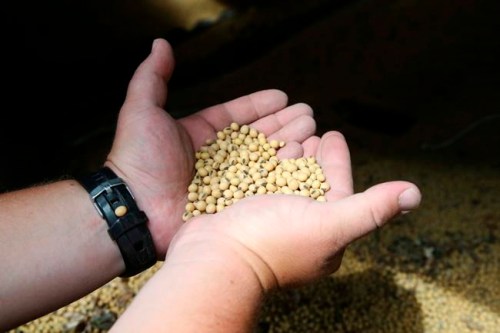 FILE - In this July 18, 2018 file photo, a farmer holds soybeans from the previous season's crop at his farm in southern Minnesota. Most soy grown in the U.S. are conventional, herbicide-tolerant GMOs. Though regulators say GMOs are safe, health and environmental worries have persisted and companies will soon have to disclose when products have ‚Äúbioengineered‚Äù ingredients. (AP Photo/Jim Mone)