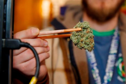 FILE - In this Dec. 19, 2014 file photo, a sales associate uses a pair of chopsticks to hold a bud of Lemon Skunk, the highest potency strain of marijuana available at the dispensary in Denver. According to research released on Tuesday, March 19, 2019, scientists say smoking high-potency marijuana every day could increase the chances of developing psychosis by about five times.(AP Photo/David Zalubowski, File)