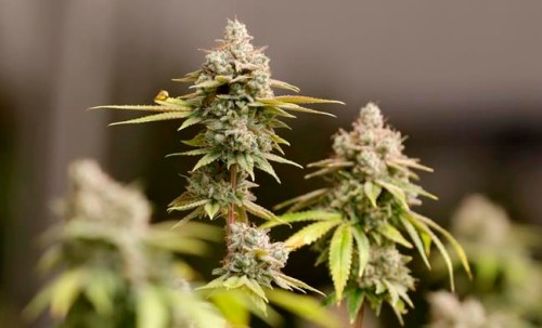FILE - This Monday, Jan. 28, 2019 file photo shows marijuana buds ready for harvest in Akron, Ohio. A study shows marijuana is sending more people to the emergency room in one large Denver hospital. Inhaled weed caused the most severe problems. Marijuana-infused foods and candies also led to trouble.(AP Photo/Tony Dejak)