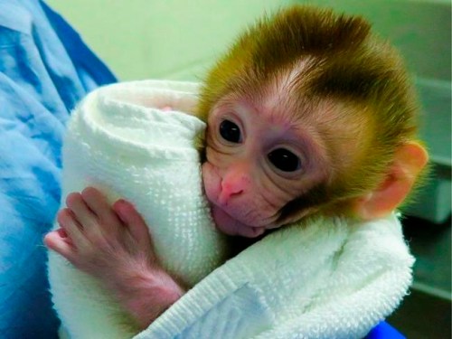 This undated photo provided by the Oregon Health and Science University in March 2019 shows a baby monkey named Grady, born from an experimental technology that aims to help young boys undergoing cancer treatment preserve their future fertility. Scientists froze testicular tissue from a monkey that had not yet reached puberty, and later thawed it to produce sperm used for Grady‚Äôs conception. (OHSU via AP)