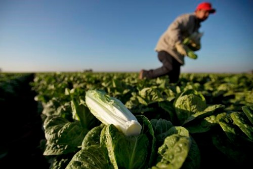 FILE - In this Jan. 31, 2012 file photo, a farm worker carries heads of romaine lettuce in a field near Holtville, Calif. In a Nov. 15, 2018 email, James Gorny, a senior science adviser for produce safety at the FDA, wrote that growers ‚Äúcannot cling to their generic E. coli monitoring standard,‚Äù which he called ‚Äúunacceptable.‚Äù The message came five days before the FDA made public another outbreak linked to romaine lettuce, and after a separate outbreak earlier in the year sickened more than 200 and killed five. (AP Photo/Gregory Bull)