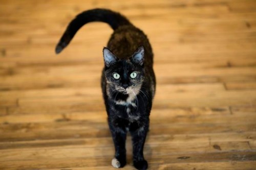 FILE - This Thursday, Oct. 5, 2017 photo shows Shelley, an adopted cat, at its new home in Philadelphia. A study released on Thursday, April 4, 2019, suggests house cats respond to the sound of their own names. Researchers said it‚Äôs the first experimental evidence that cats can distinguish between words people say. (AP Photo/Matt Rourke)