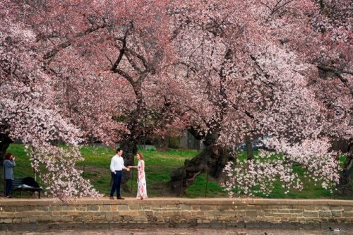 FILE- In this March 29, 2019, file photo a couple poses for pictures at the Tidal Basin in Washington amid the flowering cherry trees. For many of these occasions, you‚Äôll want a professional on hand who can do more than add a fancy filter to an ordinary snapshot. But hiring a photographer to capture life‚Äôs important milestones can be pretty pricey. (AP Photo/J. Scott Applewhite, File)