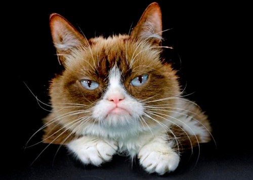 FILE - This Dec. 1, 2015 file photo shows Grumpy Cat posing for a photo in Los Angeles. Grumpy Cat, whose sour puss became an internet sensation, has died at age 7, according to her owners. Posting on social media Friday, May 17, 2019, her owners wrote Grumpy experienced complications from a urinary tract infection and ‚Äúpassed away peacefully‚Äù in the arms of her mother on Tuesday, May 14. (AP Photo/Richard Vogel, File)