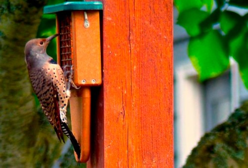 This Oct. 4, 2014 photo taken near Langley, Wash., shows a Northern Flicker feeding at an oversized suet feeder built especially for woodpeckers. Some birds are more aggressive eaters than others so it's wise to feed at different locations using different kinds of seeds and feeders. (Dean Fosdick via AP)