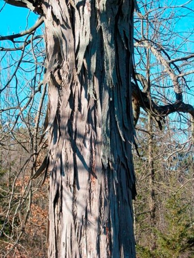 This undated photo shows shagbark hickory bark in New Paltz, N.Y. Bark of the aptly named shagbark hickory tree decoratively peels away in shaggy strips to liven up the winter landscape. (Lee Reich via AP)