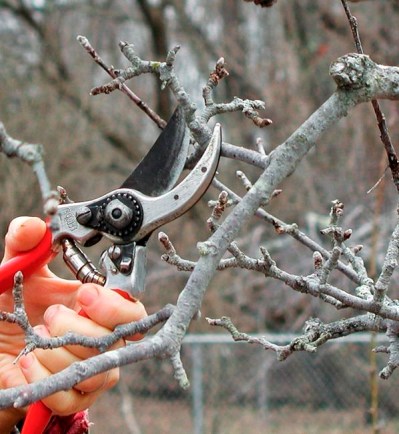 This undated photo shows part of an apple branch being pruned in New Paltz, N.Y. Apples bear fruits on long-lived, stubby spurs, but even these must be pruned eventually to stimulate younger, new spurs and keep them from overcrowding. (Lee Reich via AP)