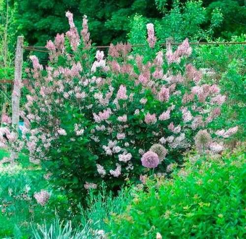 This undated photo shows Miss Kim lilac growing in New Paltz, N.Y. Miss Kim lilac is one of a number of species of lilac that differ from, and are worth growing in addition to or instead of the usual Common Lilac. (Lee Reich via AP)