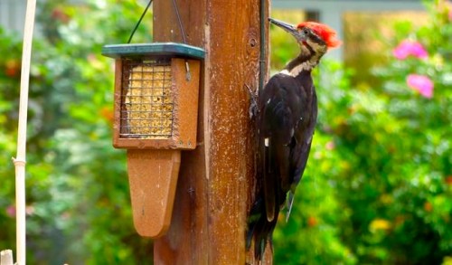 This July 31, 2015 photograph taken near Langley, Wash., shows a pileated woodpecker chipping away at a pergola after visiting a suet feeder designed especially for the bird's length. Woodpeckers often poke holes in trees, posts and cedar siding in their search for insects to eat. (Dean Fosdick via AP)