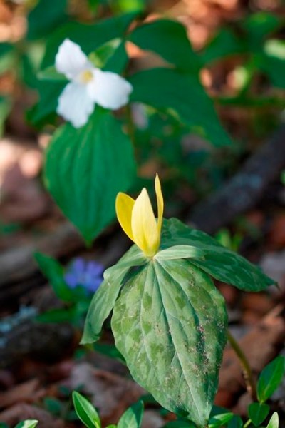 This April 21, 2011 photo shows a mixed pair of trillium growing on a wooded property near New Market, Va. The yellow trillium, foreground, gives off a lemony scent while the white trillium in the rear generally is found growing wild in drifts ranging from a few dozen to several hundred from Ontario to Georgia. (Dean Fosdick via AP)