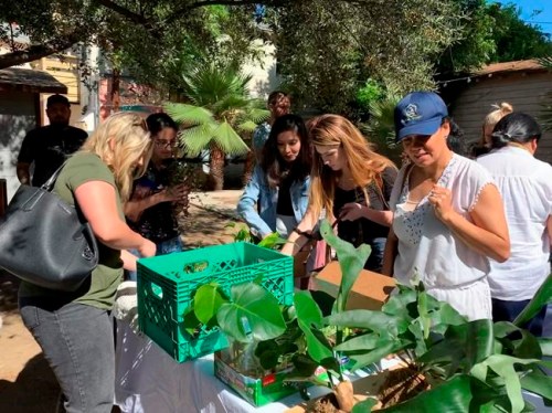 This undated photo, provided by Ana Carlson, shows people at a plant swap in Los Angeles. Plant swaps have become a popular way for armature horticulturists to meet like-minded people while exchanging growing advice or rare plants. (Ana Carlson/Sill Appeal via AP)