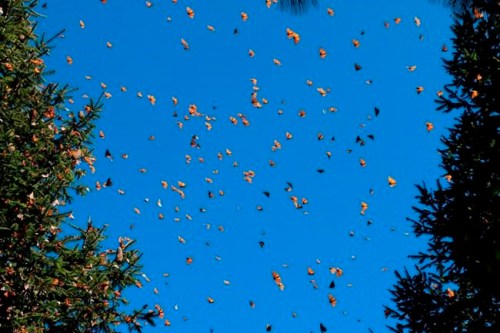 In this Jan. 23, 2019 photo, numerous butterflies can be seen at one of their annual wintering spots in Cerro PelÃ³n Monarch Butterfly Sanctuary near Macheros, Mexico. (Denise Siraco via AP)