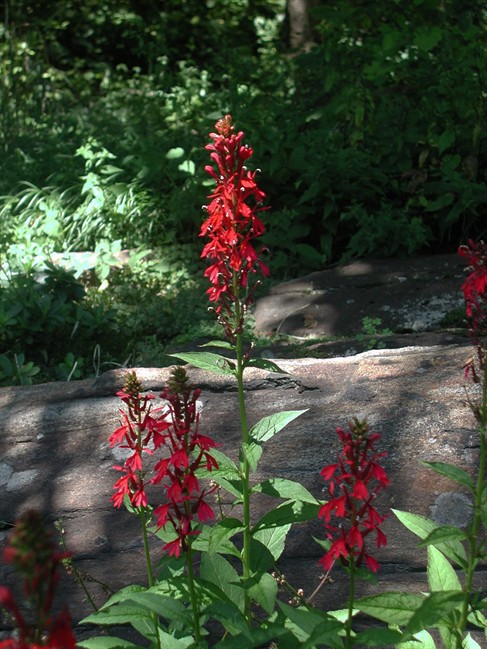 This Sept. 12, 2012 photo shows a red cardinal flower at the Chanticleer Garden in Wayne, P.A. (AP Photo/Lee Reich)
