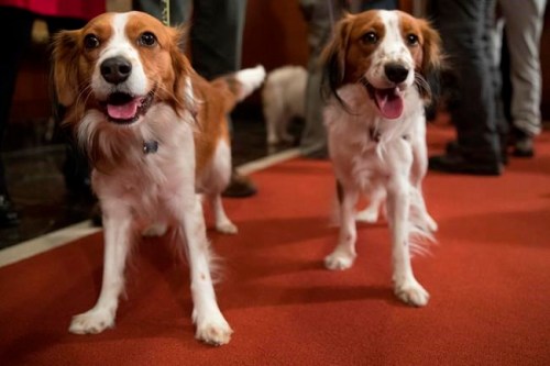 FILE - In this Jan. 10, 2018 file photo, Nederlandse kooikerhondje Escher, left, and Rhett are shown during a news conference at the American Kennel Club headquarters in New York. The Nederlandse kooikerhondje, originally a Dutch duck-hunting dog, is one of two breeds eligible to compete in the Westminster dog show for the first time in 2019. (AP Photo/Mary Altaffer, File)
