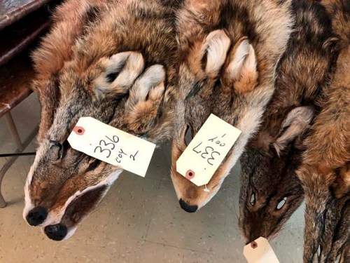 In this Feb. 2, 2019 photo, coyote pelts are displayed for sale at a trappers' auction in Herkimer, N.Y. Coyote is one of the few animals can get a decent price for thanks largely to demand driven by coats with coyote trim. Fur-trimmed parkas so common on city sidewalks have become a boon to backwoods trappers. (AP Photo/Michael Hill)