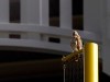 A red-tailed Hawk sits atop the right field foul pole at Yankee Stadium during a baseball game between the New York Yankees and the Toronto Blue Jays, Tuesday, June 25, 2019, in New York. The red-tailed hawk has become a sensation in the Bronx, showing up in the last week or so and picking out perches all over the ballpark. (AP Photo/Kathy Willens)