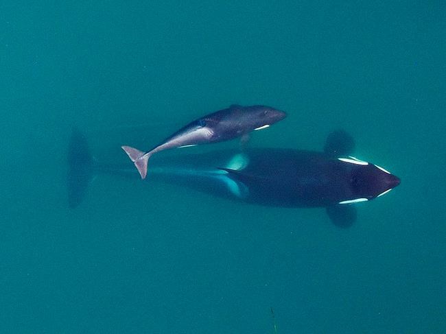 Scientists call orcas an “indicator species,” animals that show evidence of the natural health of an entire region. (NOAA Fisheries/Vancouver Aquarium via The Associated Press files)