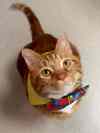 About 15,000 of the city's estimated 150,000 cats have been licensed. (Jana Hipp / The Associated Press)