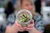 CP
Ontario's chiefs of police are again sounding alarm bells about the impending legalization of recreational cannabis, saying federal funding for police operations may not go far enough to cover increased costs. A vendor displays marijuana for sale during the 4-20 annual marijuana celebration, in Vancouver, B.C., on Friday April 20, 2018. THE CANADIAN PRESS/Darryl Dyck