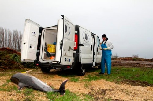 This photo taken on Feb.6, 2019 and provided by the Observatoire Pelagis shows a scientist standing by a dead dolphin in Chatelaillon-les-Boucholeurs on the Atlantic coast, western France. France has been shaken into action after a record number of dead dolphins have washed up on the country‚Äôs Atlantic coast this year, many clearly victims of industrial fishing. More than a 1,000 corpses, according to French marine researchers _ death toll that has alarmed animal welfare groups and prompted France‚Äôs ecology minister to launch a national plan to protect them. (Jerome Spitz, Observatoire Pelagis/CNRS/Universite de la Rochelle via AP)