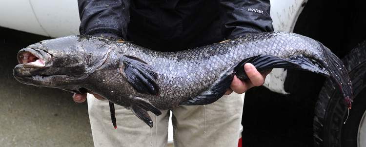 Nick Procaylo / Postmedia archives
A top-level predator, the snakehead can slither from pond to pond using its rudimentary lung to breathe air. While on land snakehead fish have been known to prey on small mammals.