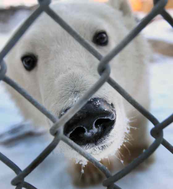 JOE BRYKSA / WINNIPEG FREE PRESSOne of two polar bear cubs that arrived in Winnipeg from Churchill, Manitoba a month ago to the Leatherdale International Polar Bear Conservation Centre at Assiniboine Park Zoo.