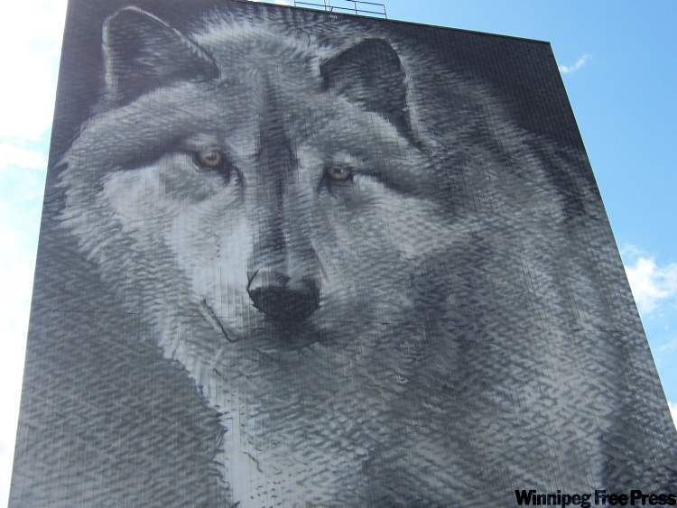 Wolf mural in Thompson by Winnipeg artist Charles Johnston from a Robert Bateman painting. It's Canada’s largest photo-real mural and part of Thompson's Spirit Way trail.