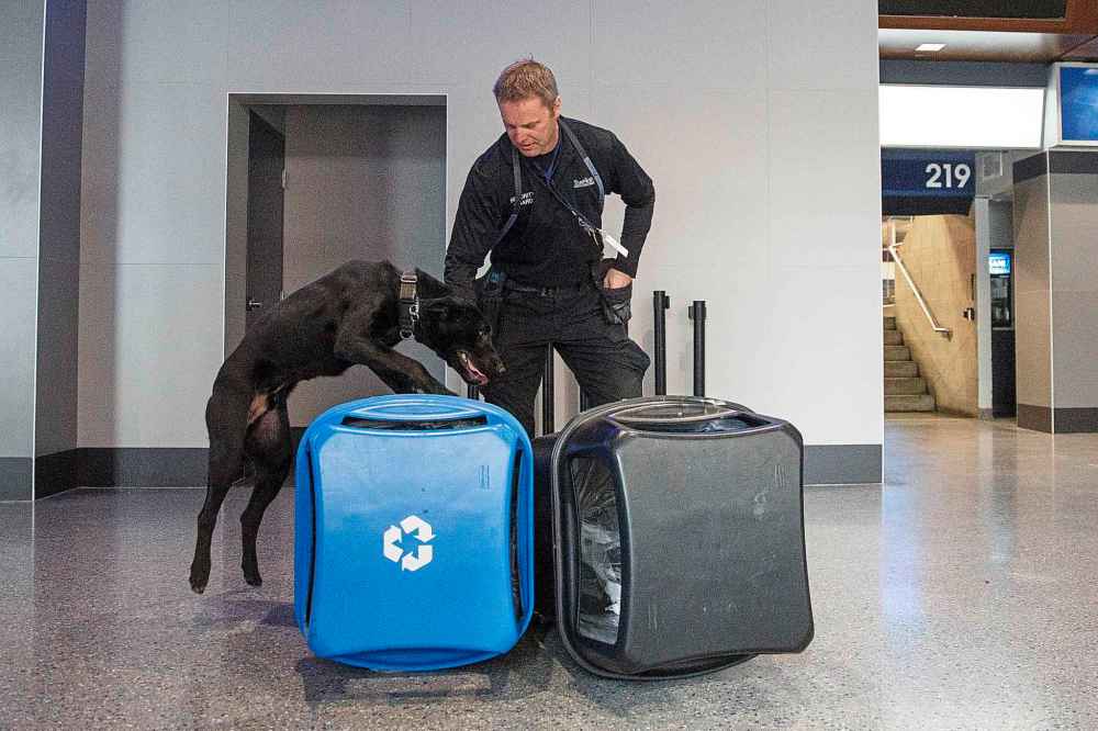 MIKE DEAL / WINNIPEG FREE PRESS
Dave Bessason, a trainer and handler for True North puts 15 month old Rocky, a Pitbull Lab cross, through his paces in the concourse of Bell MTS Place during a training exercise, Wednesday.
