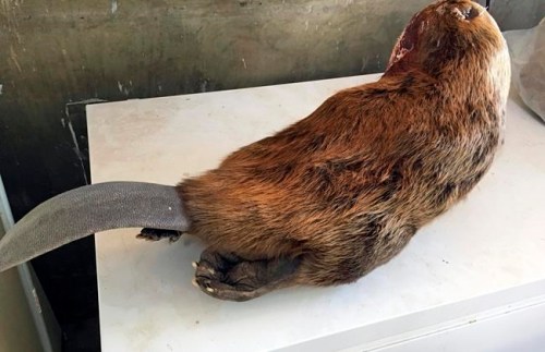In this Thursday, March 28, 2019 photo, a badger is seen in a freezer at the Arizona Game and Fish Department offices in Flagstaff, Ariz. Arizona wildlife officials are on the lookout for bear, bison, badger and other carcasses for Native Americans' religious and cultural use under a unique new program that allows tribes to make requests for various animal parts. Arizona's nearly two dozen tribes tell the state wildlife agency which items they're looking for, such as tortoise shells for making rattles, and game rangers, biologists and other employees keep an eye out for them as part of their regular work. (AP Photo/Felicia Fonseca)