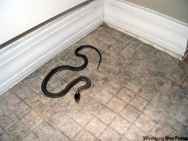 CP
A snake that the Sessions family caught is seen at the home they purchased near Rexberg, Idaho.