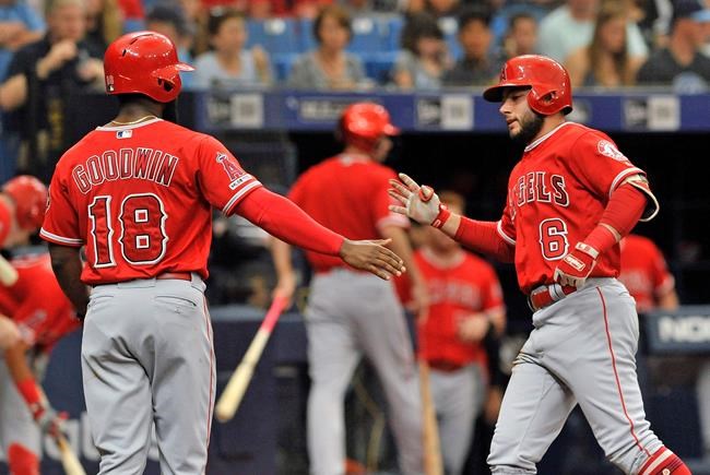 Los Angeles Angels' Brian Goodwin (18) celebrates with David Fletcher (6) after Fletcher's two-run home run off Tampa Bay Rays starter Charlie Morton during the second inning of a baseball game Saturday, June 15, 2019, in St. Petersburg, Fla. (AP Photo/Steve Nesius)