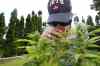 JOE BRYKSA / WINNIPEG FREE PRESS
Steven Stairs was a client at the pot shop the cops shut down yesterday on Main St run by Glenn Allan Price. Stairs has glaucoma and has 4 % vision and also has a license to smoke and to grow marijuana.