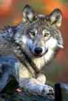 Brandon Sun files
Wolves have attacked at least four dogs in the past three weeks.