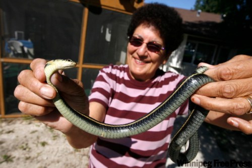MIKE.APORIUS@FREEPRESS.MB.CA
Sarah Monkman holds one of the smelly intruders. Her husband refuses to move into Inwood Manor with her until they’re gone.