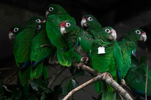 FILE - In this Nov. 6, 2018 file photo, Puerto Rican parrots huddle in a flight cage at the Iguaca Aviary in El Yunque, Puerto Rico. Nearly two years after a deadly hurricane season, tourists are visiting Puerto Rico in record numbers as the U.S. territory continues to rebuild from Hurricane Maria. All beaches are open to visitors, and most trails at the tropical forest of El Yunque are open as well. (AP Photo/Carlos Giusti, File)