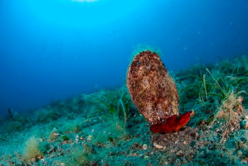 In this Friday, July 22, 2016 underwater photo, a pen shell stands on the seabed of the Aegean Sea. A new parasite is devastating populations of an emblematic giant species of clam found only in the Mediterranean. Unless scientists can unravel the mysteries of how it is transmitted and find a way of stopping it soon, it could wipe out the entire population and force it to extinction. (Yiannis Issaris via AP)