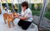 PHIL.HOSSACK@FREEPRESS.MB.CA
Caitlin Parr handles a skittish Hammond, one of the dogs rescued from a Gull Lake home and headed for doggie rehab.