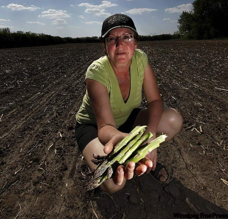King of Veggies rules these parts Winnipeg Free Press