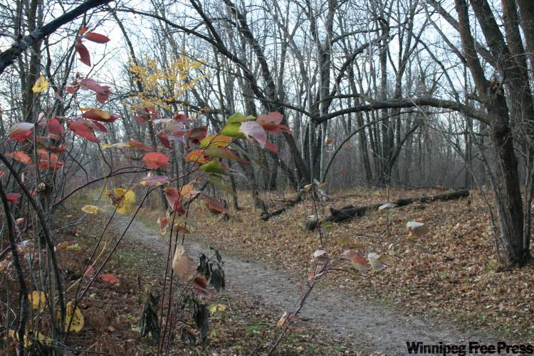Neil Babaluk for the Winnipeg Free Press
A network of trails winds through the forest that lines the Assiniboine River.