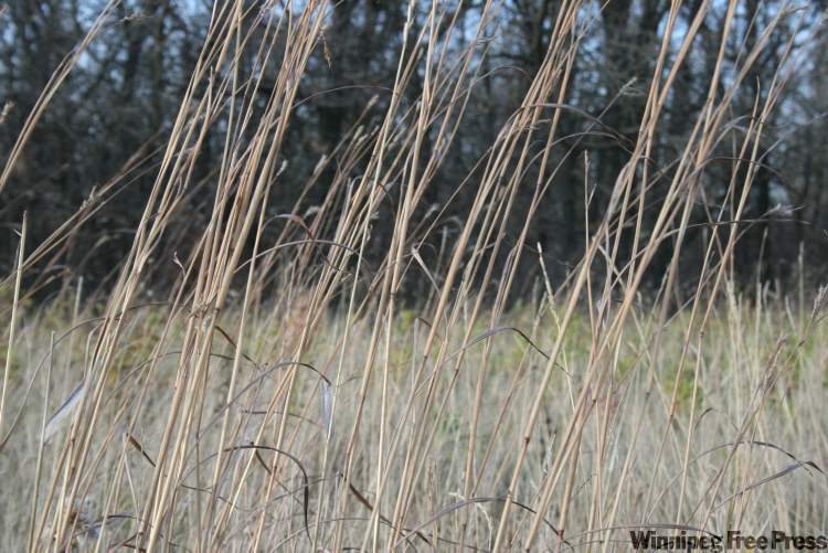 Neil Babaluk for the Winnipeg Free Press
The park has one of the few tall grass prairie restoration areas in the province.