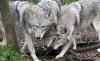 Plosone.org/Wikipedia
Coywolves.
