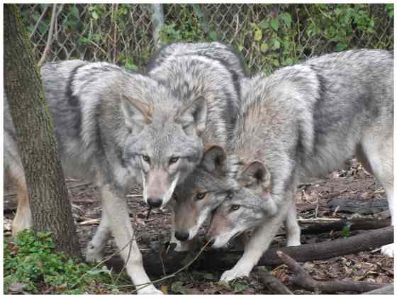 PLOSONE.ORG / WIKIPEDIA Animals such as these coyote-wolf hybrids, or coywolves, may be responsible for recent attacks on dogs in the East Beaches area of Manitoba.