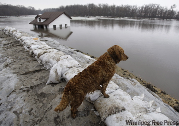 Carolyn Kaster / The Associated Press
Annie the dog looks out over a sandbag dike into what used to be a five-acre yard and an outbuilding flooded by the rising Red River in Fargo, N.D.