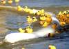 Ruth Bonneville / Winnipeg Free Press
Efforts are underway to collect the rubber ducks that managed to get elude capture following the Great Manitoba Duck Race.