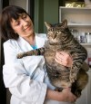 Melissa Tait / Winnipeg Free Press
Dr. Pat Dorval holds Eddie the fat cat who is now down from 10 kilograms (23 lbs) to about 9.5 kilograms (21 lbs) after a month on a strict diet at Tuxedo Animal Hospital.