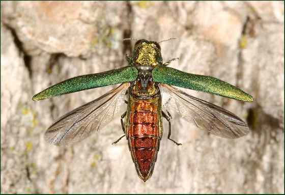 Ohio Department of Agriculture / Associated Press filesAn adult emerald ash borer.