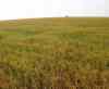 Joe Bryksa / Free Press files
A field of flax near Elgin, Manitoba.