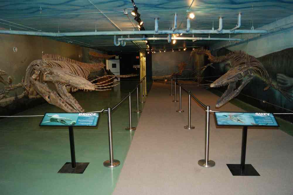 Suzy the mosasaur joins Bruce at fossil centre in Morden Winnipeg
