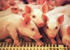 Fred Greenslade / Brandon Sun
New pig arrivals at a farm in western Manitoba.